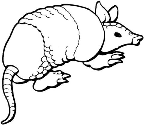 Armadillo 13 Coloring Page